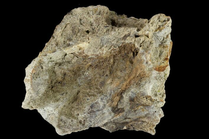 Fossil Triceratops Bone Section - North Dakota #117547